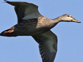 Mottled Duck